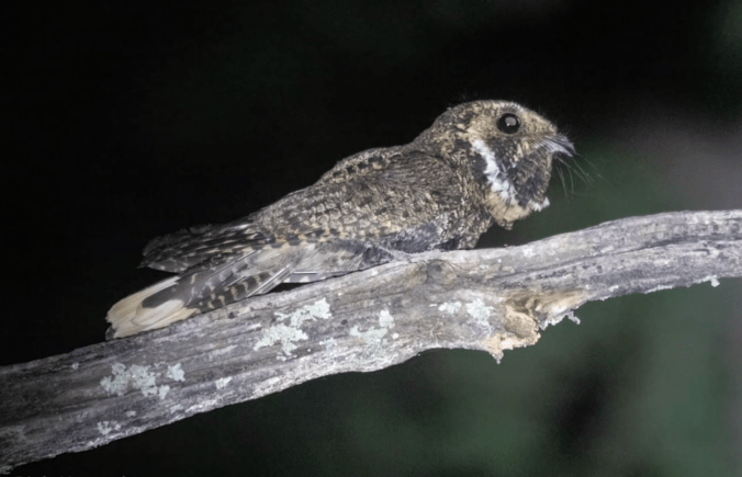 Mexican Whip-poor-will by Richard Kostecke - Organikos