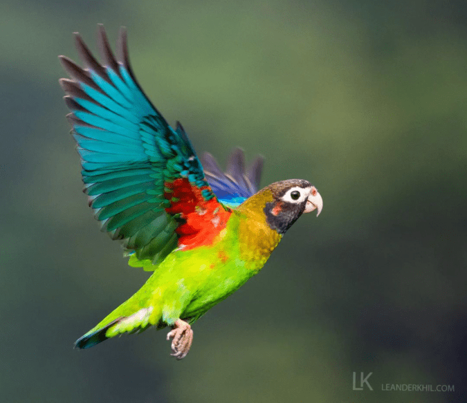Brown-hooded Parrot by Leander Khil - Organikos
