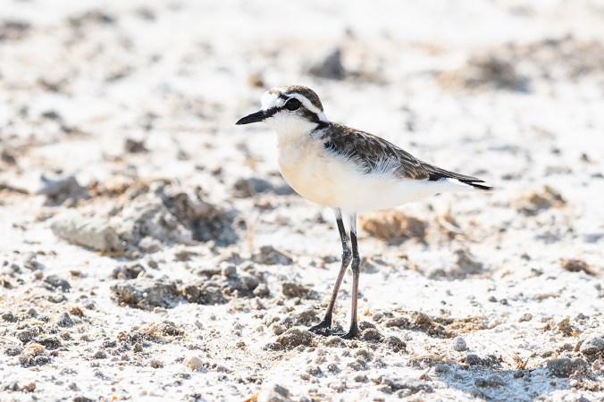 Kittlitz's Plover by Leander Khil - Organikos