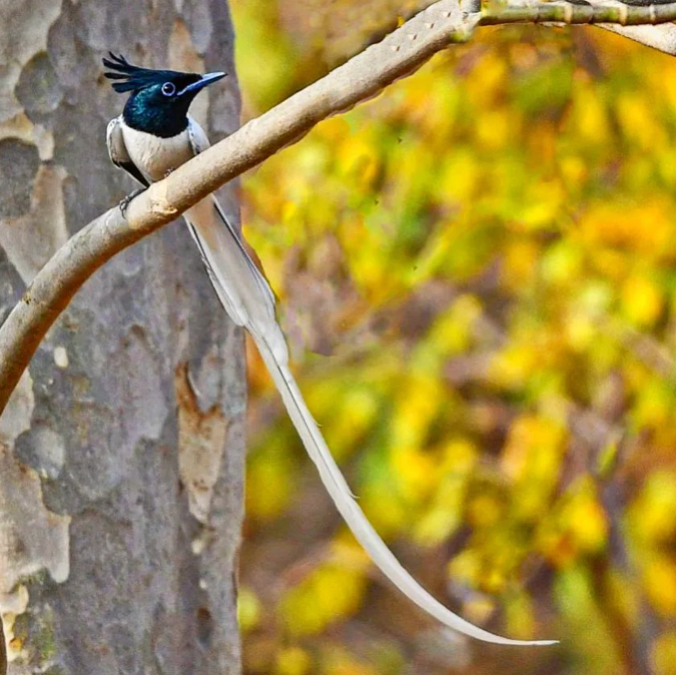 Indian Paradise Flycatcher by Puneet Dhar - Organikos