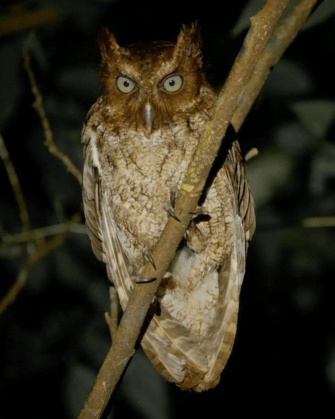 Middle American Screech-Owl by Daniel Aldana - Organikos