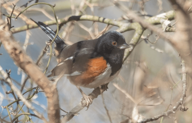 Eastern Towhee by Richard Kostecke - Organikos