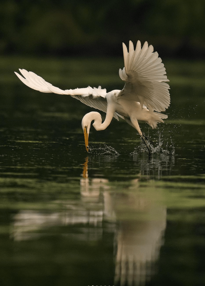 Great Egret by Sudhir Shivaram - Organikos