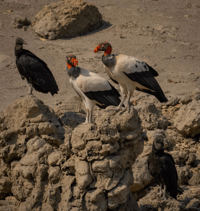 King Vulture by Daniel Aldana - Organikos