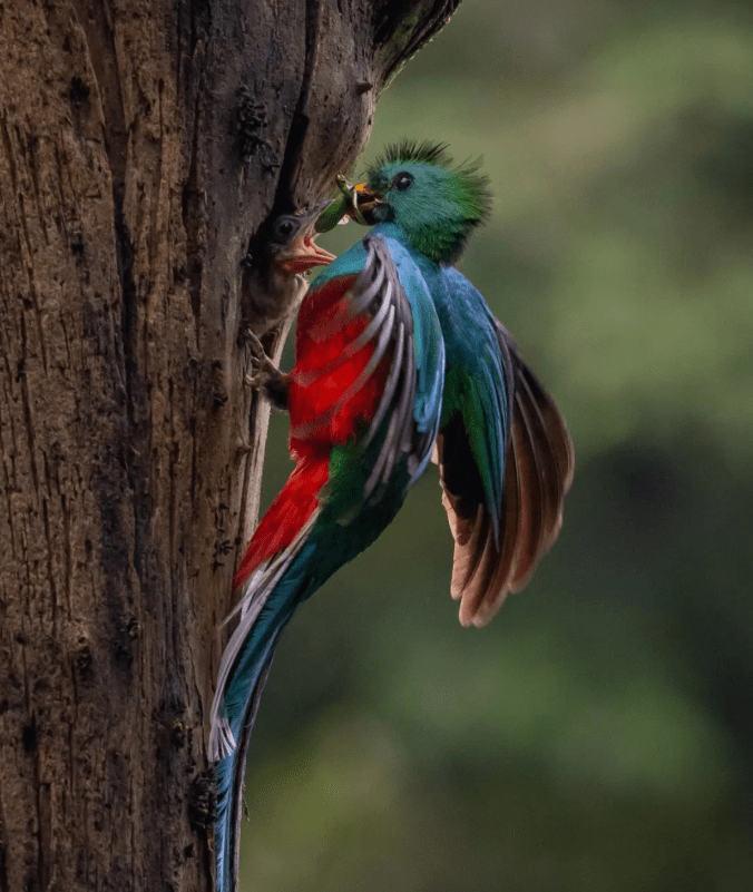 Resplendent Quetzal by Daniel Aldana - Organikos