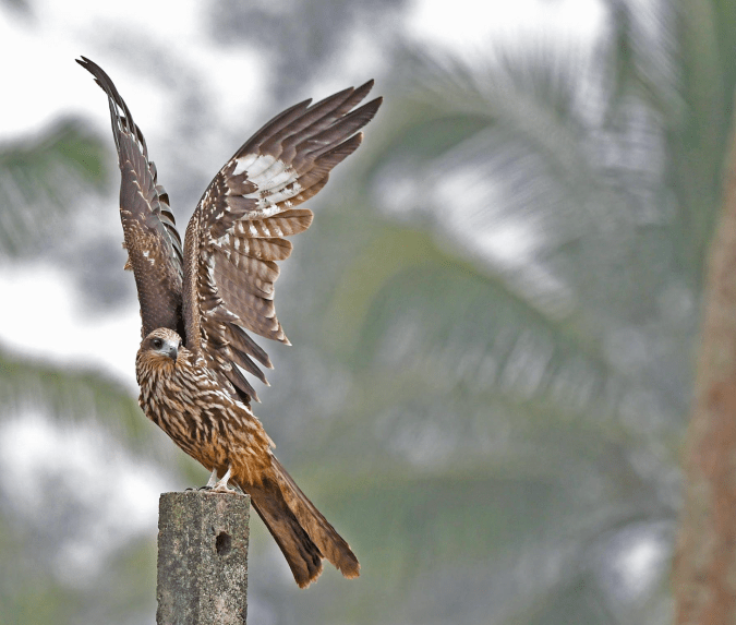 Black Kite by Puneet Dhar - Organikos