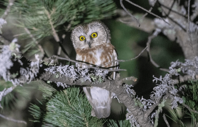 Northern Saw-whet Owl by Richard Kostecke - Organikos