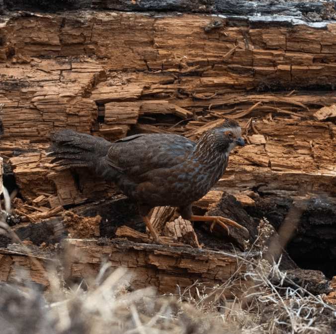 Buffy-crowned Wood-Partridge by Daniel Aldana - Organikos