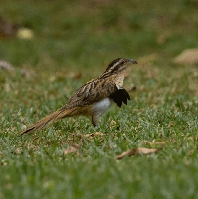 Striped Cuckoo by Daniel Aldana - Organikos