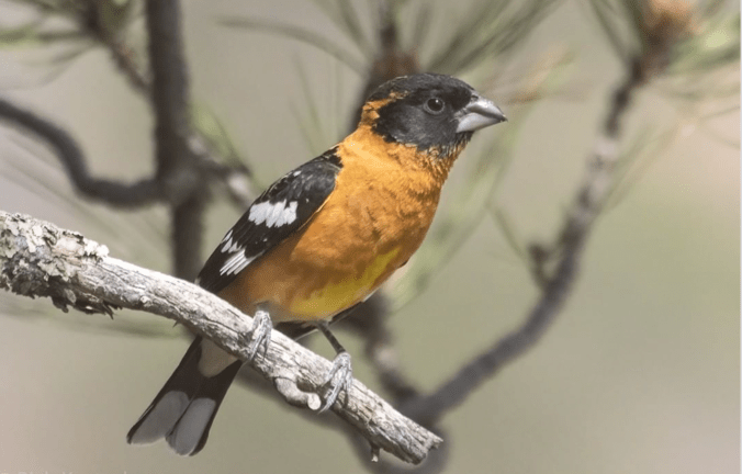 Black-headed Grosbeak by Richard Kostecke - Organikos
