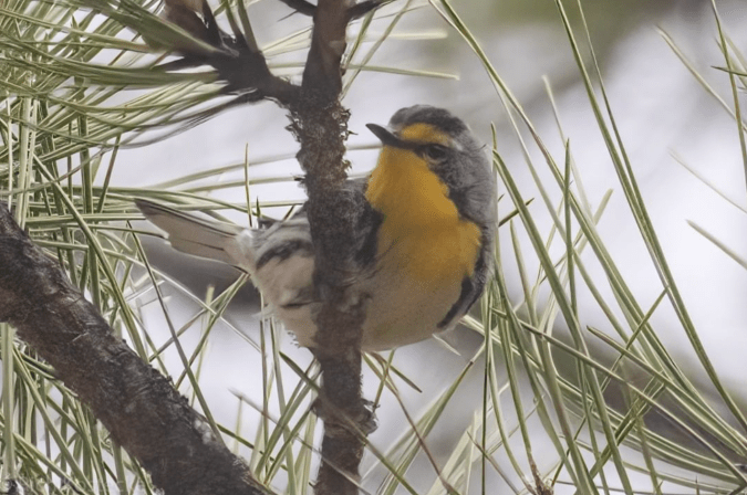 Grace's Warbler by Richard Kostecke - Organikos