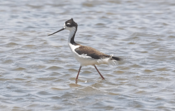 Black-necked Stilt by Richard Kostecke - Organikos