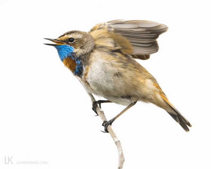 Bluethroat by Leander Khil - Organikos