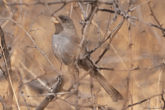 Black-chinned Sparrow by Richard Kostecke - Organikos
