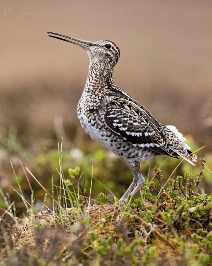 Great Snipe by Leander Khil - Organikos