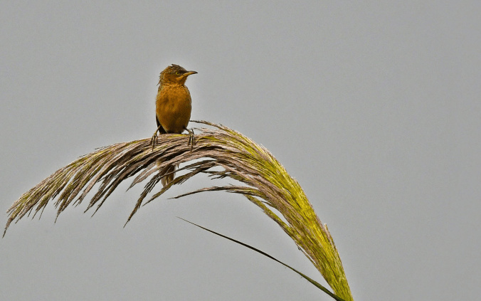 Striated Babbler by Puneet Dhar - Organikos