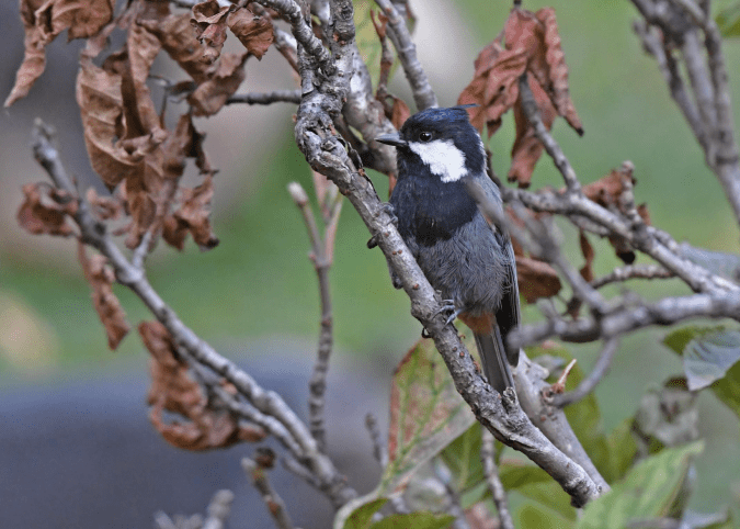 Rufous-naped Tit by Puneet Dhar - Organikos
