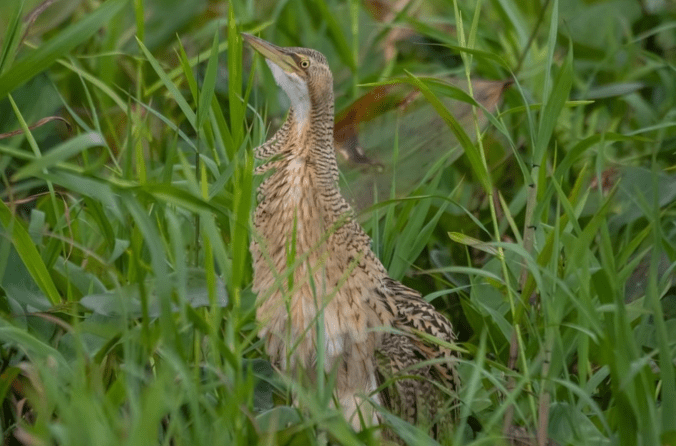 Pinnated Bittern by Richard Kostecke - Organikos