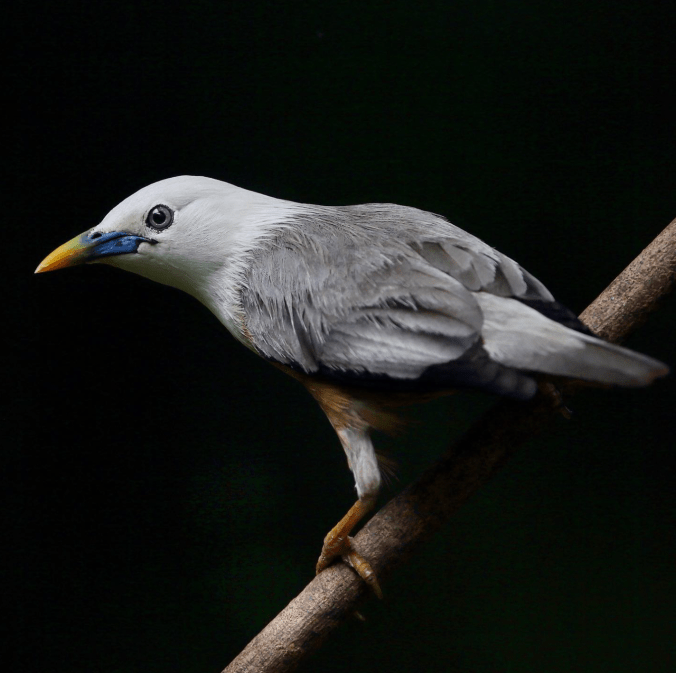 Malabar Starling by Gururaj Moorching - Organikos