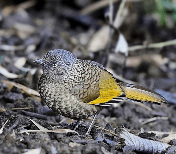 Scaly Laughing Thrush by Gururaj Moorching - Organikos