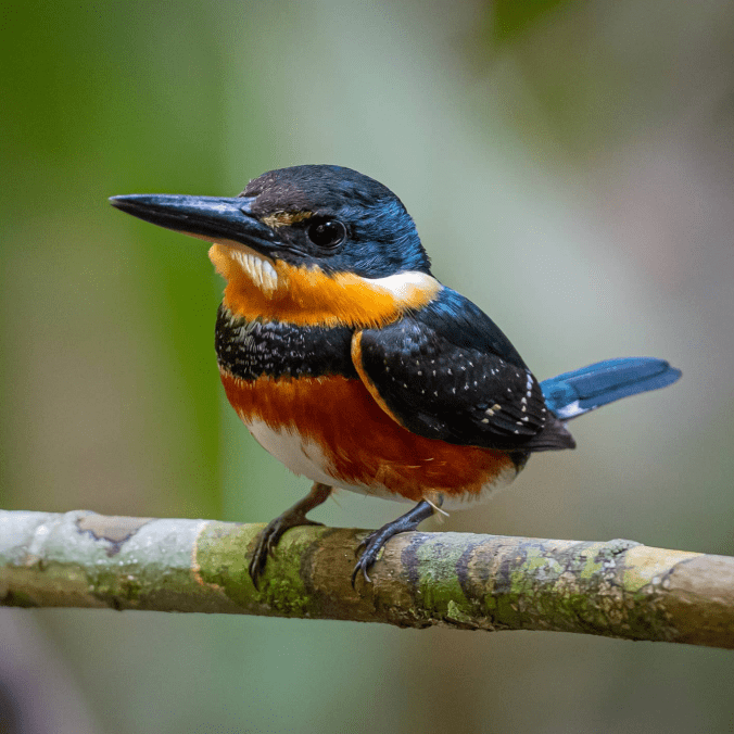 American Pygmy Kingfisher by Daniel Aldana - Organikos