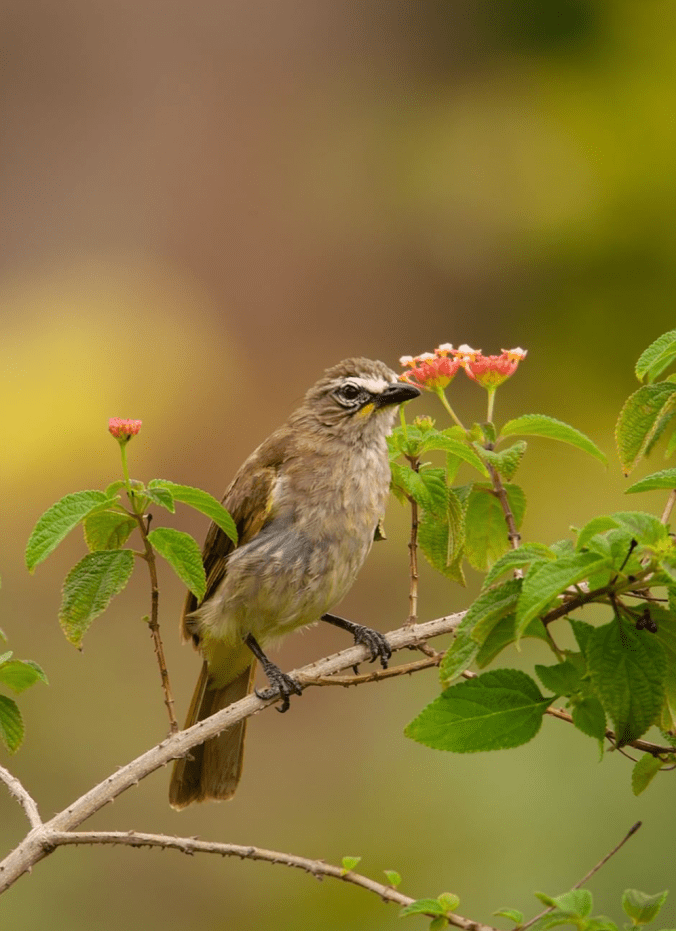 White-browed Bulbul by Sudhir Shivaram - Organikos