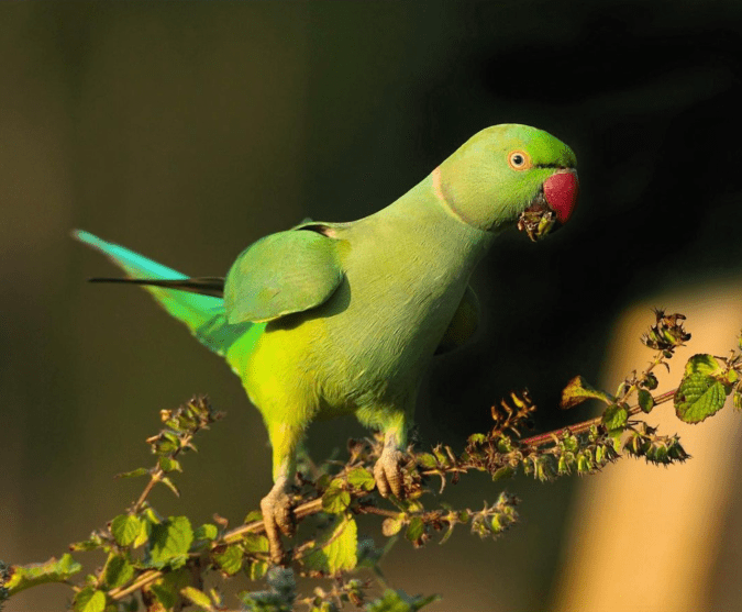 Rose-ringed Parakeet by Gururaj Moorching - Organikos