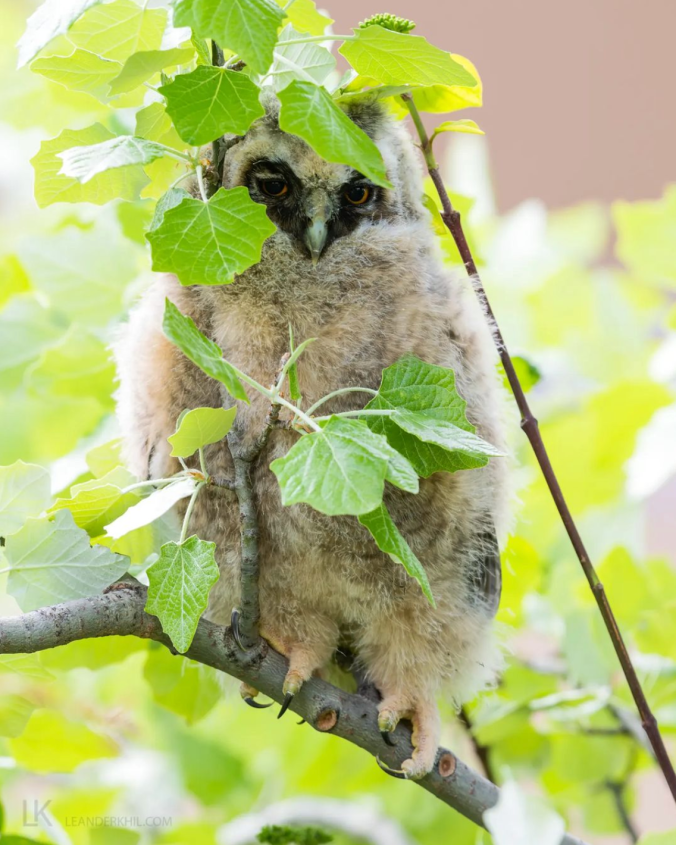 Long-eared Owl by Leander Khil
