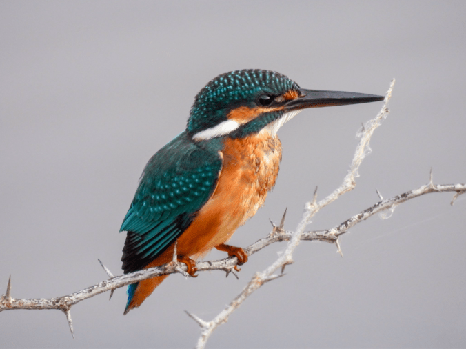 Common Kingfisher by Ramesh Desai - Organikos