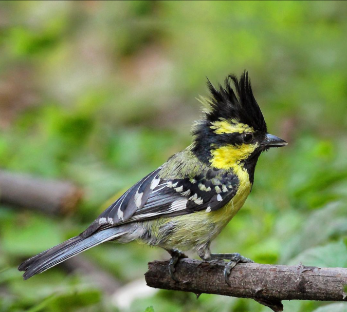 Black-lored Tit by Gururaj Moorching - Organikos