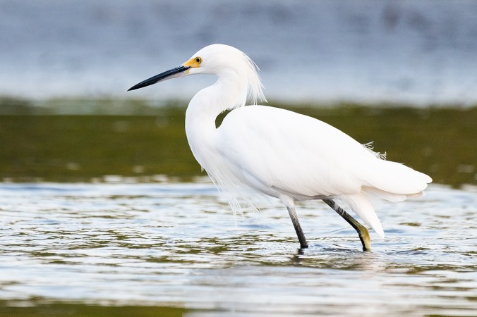 Snowy Egret by Leander Khil - Organikos