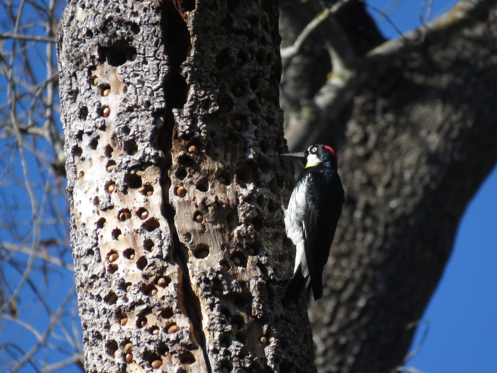 Acorn Woodpecker by Seth Inman - Organikos