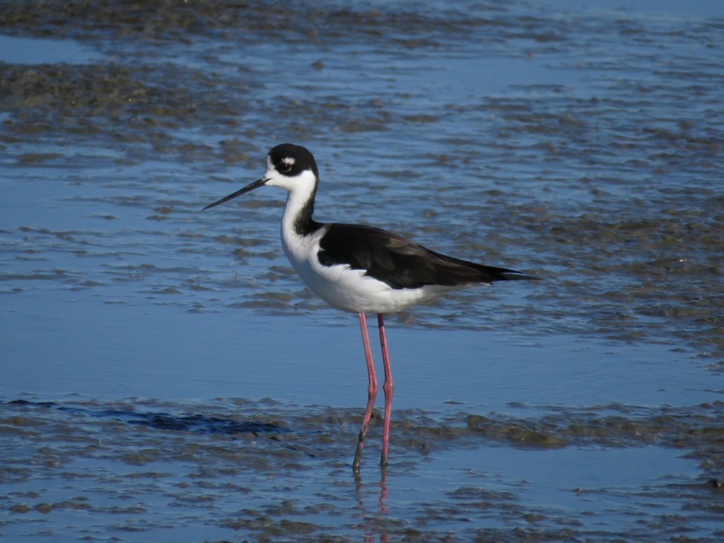 Black-necked Stilt by Seth Inman - organikos