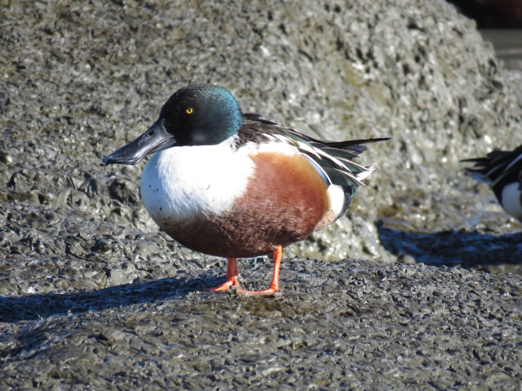 Northern Shoveler by Seth Inman - Organikos