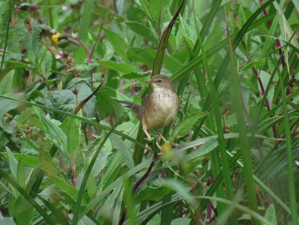 Grauer's Swamp Warbler by Seth Inman - Organikos