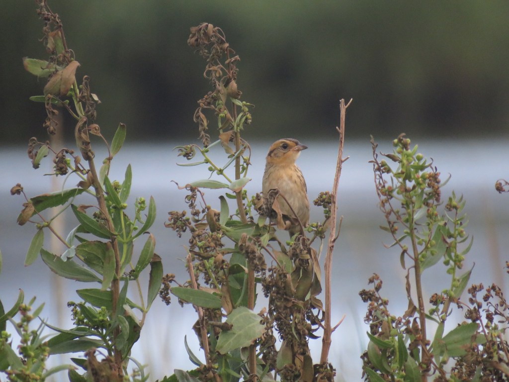 Saltmarsh Sparrow by Seth Inman - Organikos