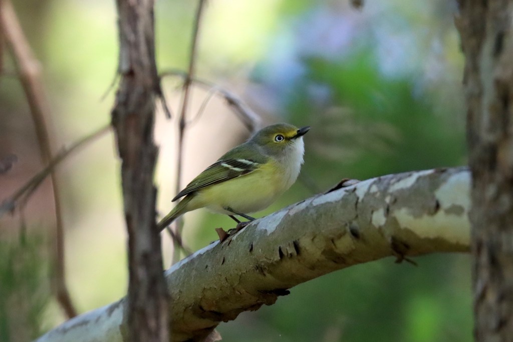 White-eyed Vireo by Seth Inman - Organikos