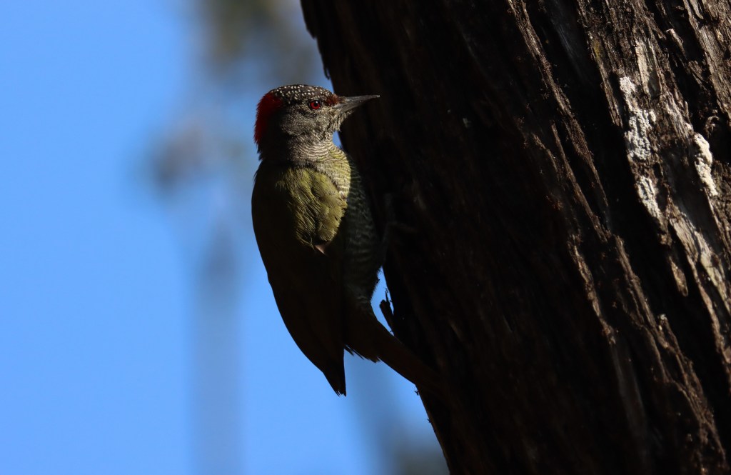 Tullberg's Woodpecker by Seth Inman - Organikos