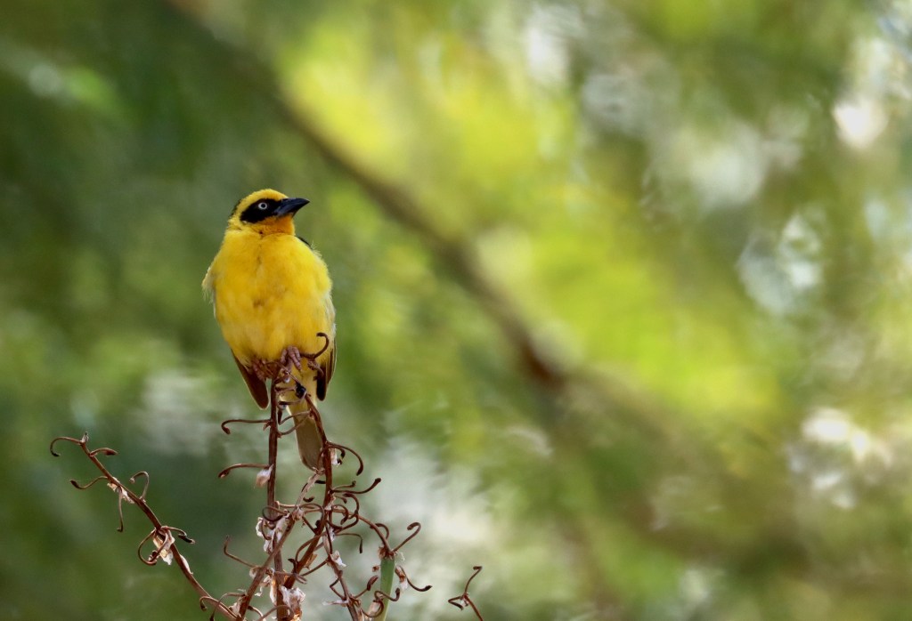 Baglafecht Weaver by Seth Inman - Organikos