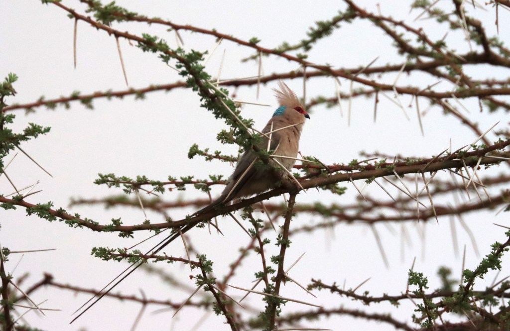 Blue-naped Mousebird by Seth Inman - Organikos