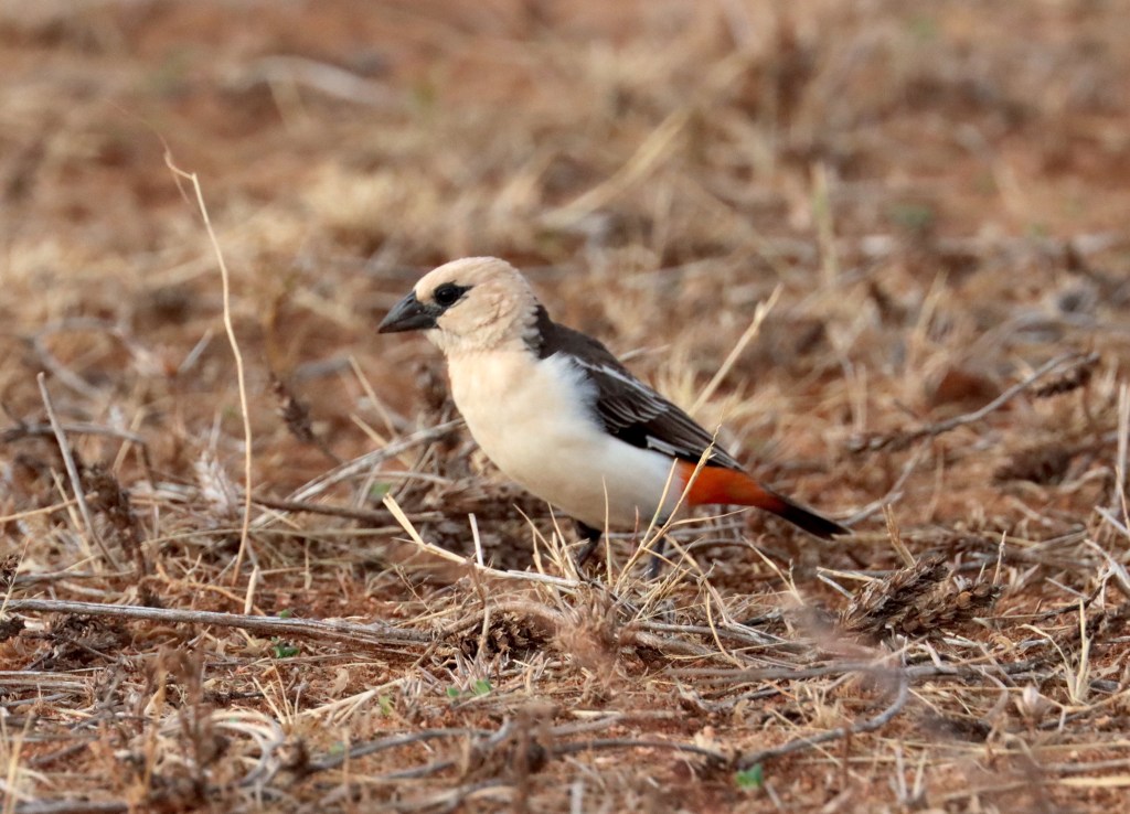 White-headed Buffalo-Weaver by Seth Inman - Organikos