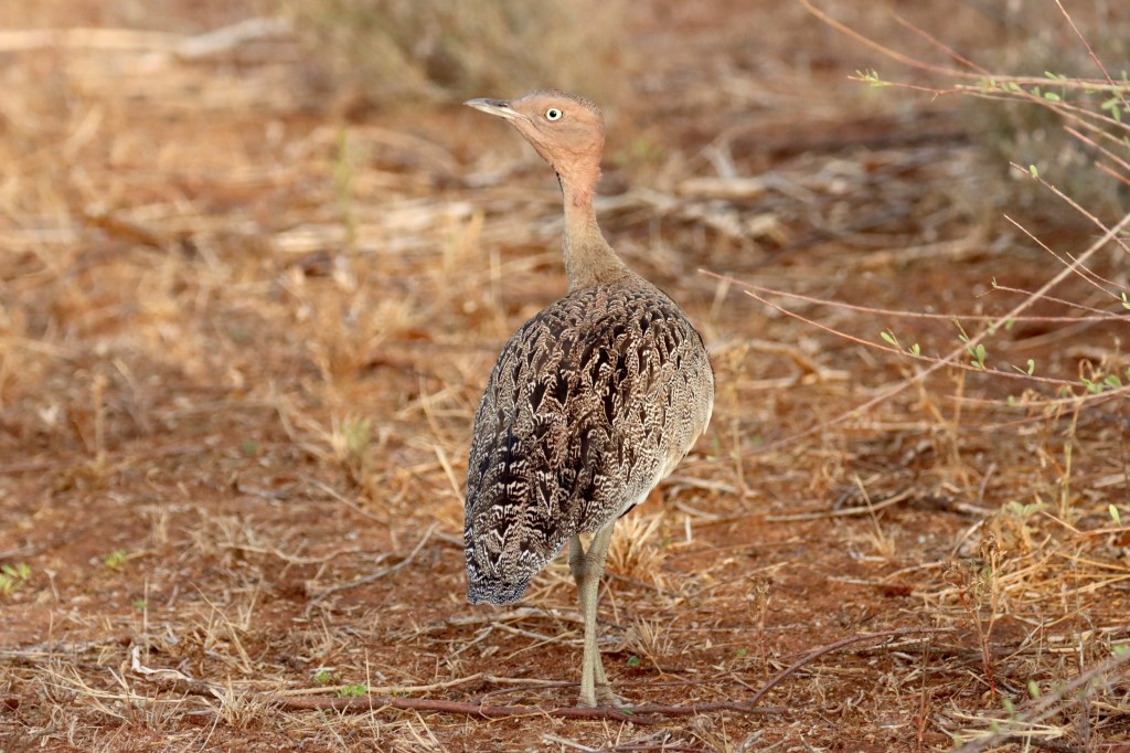 Buff-crested Bustard by Seth Inman - organikos