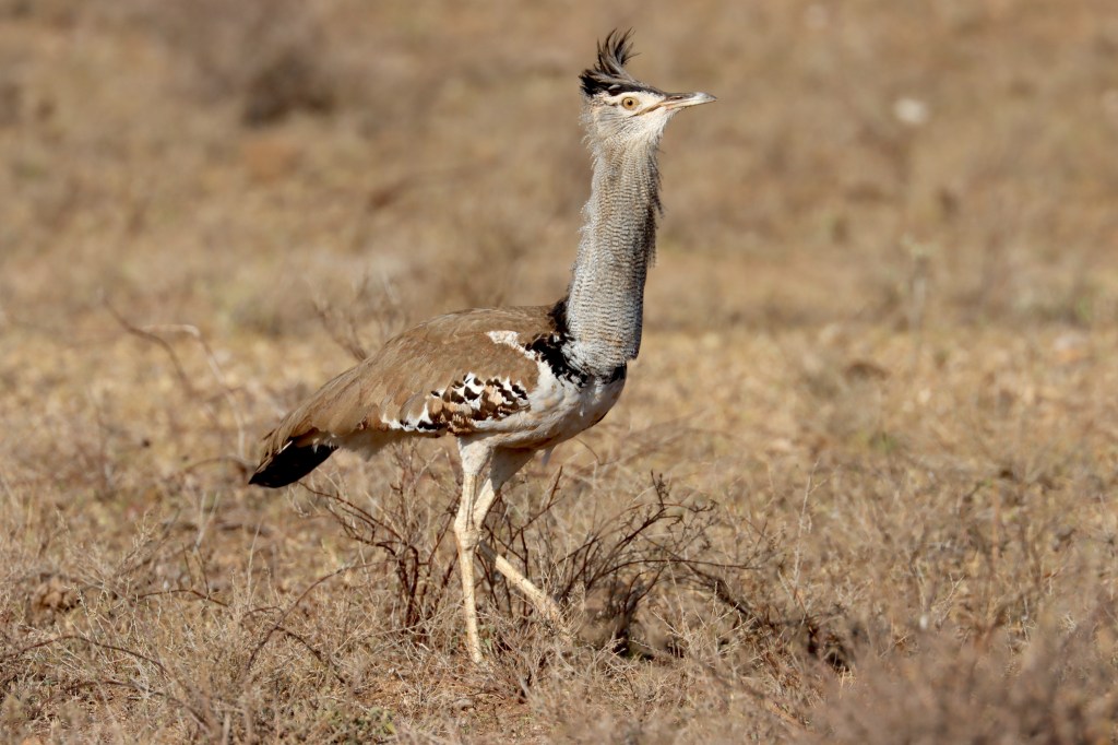 Kori Bustard by Seth Inman - Organikos