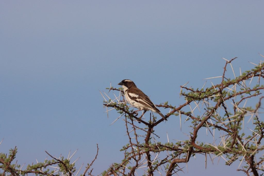 White-browed Sparrow-Weaver by Seth Inman - Organikos