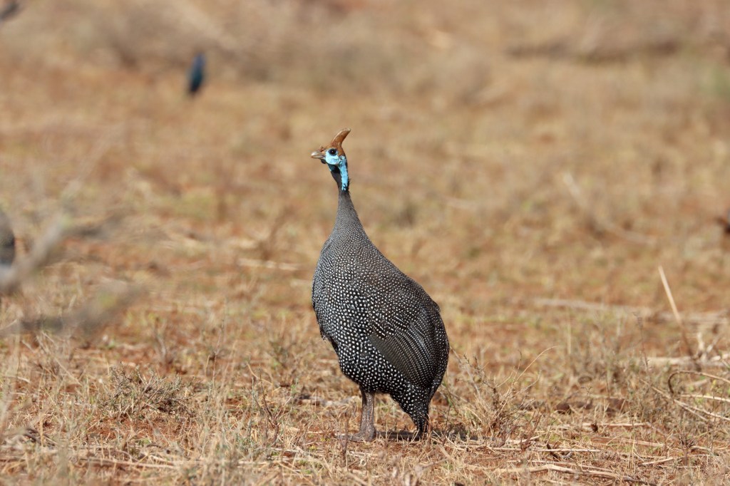 Helmeted Guineafowl by Seth Inman - Organikos