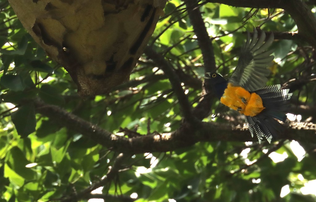 Gartered Trogon by Seth Inman - Organikos
