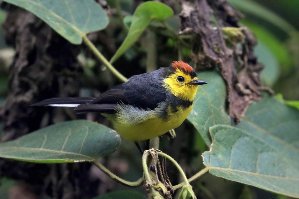 Collared Redstart by Seth Inman - Organikos