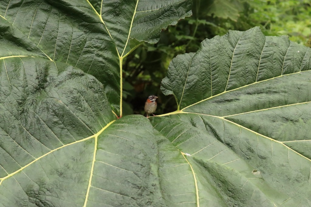 Rufous-collared Sparrow by Seth Inman - Organikos