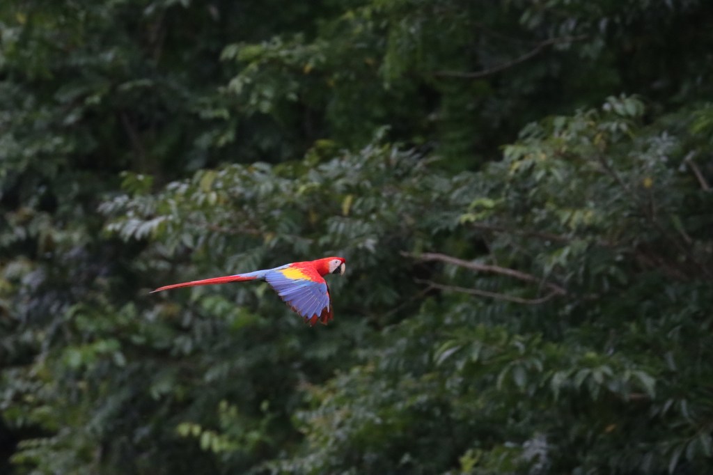 Scarlet Macaw by Seth Inman - Organikos
