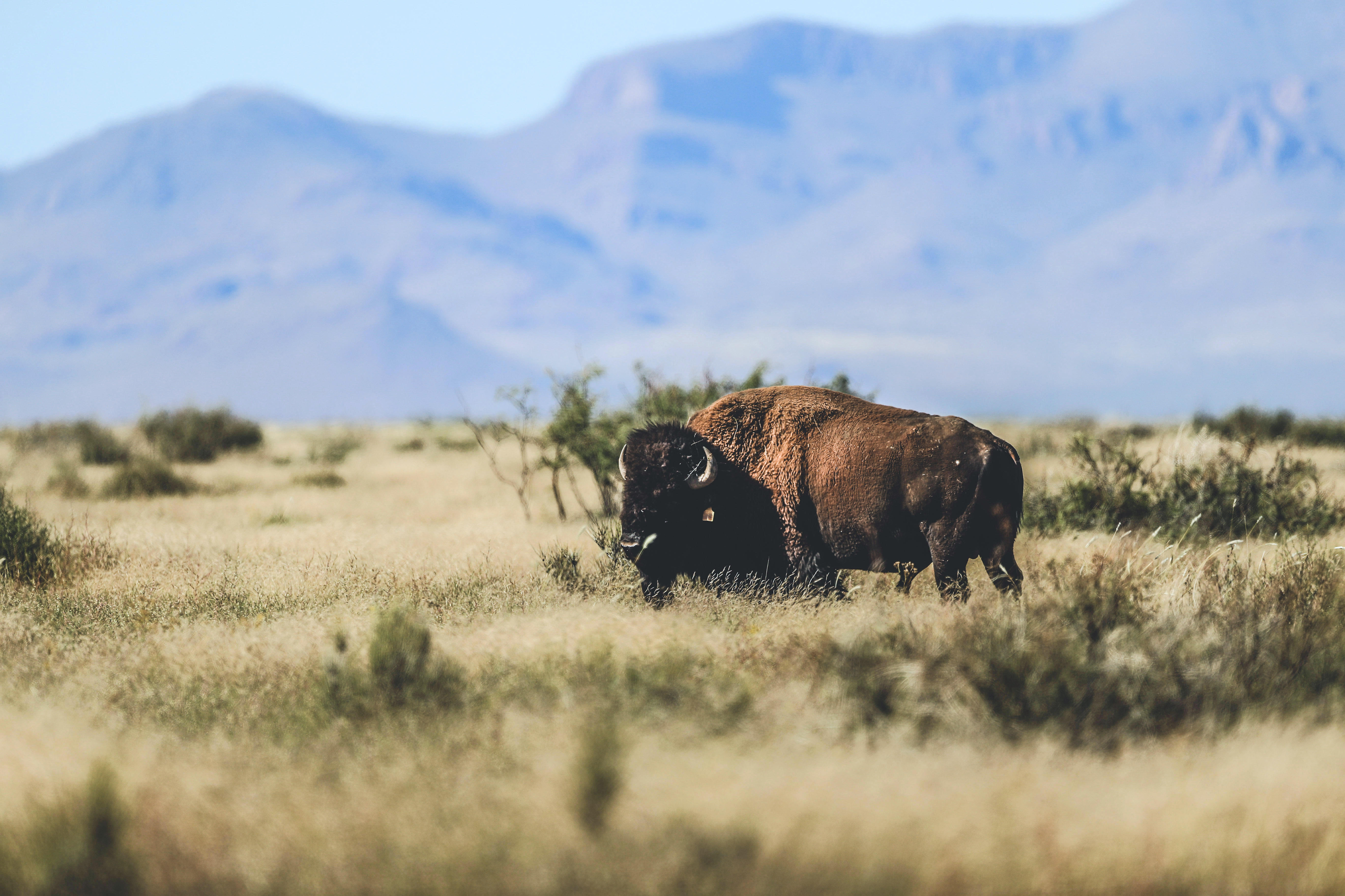 New World Rewilding | Organikos